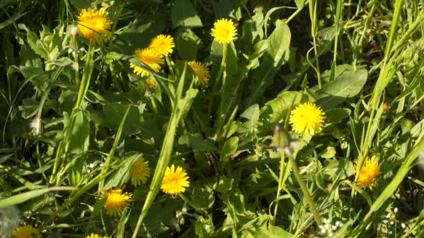 Gelbe Löwenzahnblüten Grünen Gras — Stockvideo