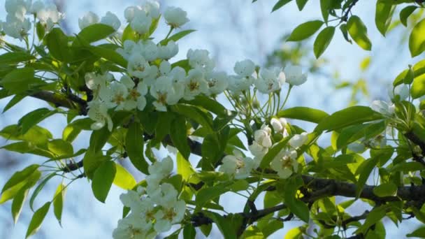 Rama Pera Floreciente — Vídeos de Stock