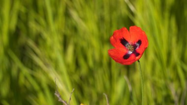 Rüzgarda haşhaş çiçek