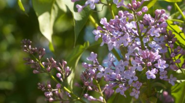 Güneşli bir günde açan leylak