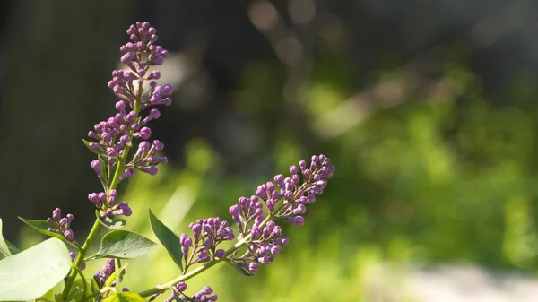 Lila tomurcukları. Lila tomurcukları yaklaşık çiçek.