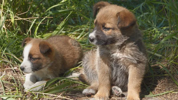 Evsiz kukla yerde oturuyorsun. Hayvanlar
