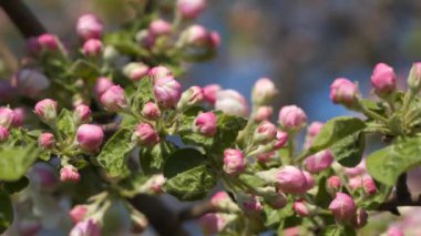 Pembe Tomurcuklu çiçekli ağaç.