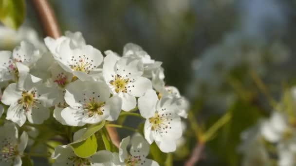 Árbol Floreciente Primer Plano Las Flores Las Ramas Fondo Primavera — Vídeo de stock