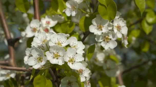 Fiori Bianchi Albero Fiorito — Video Stock