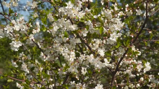 Rama Primavera Árbol Con Flores — Vídeo de stock