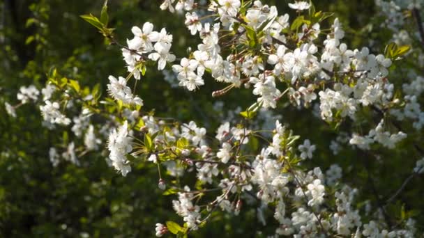 Fehér Virágok Virágzó Cseresznye — Stock videók