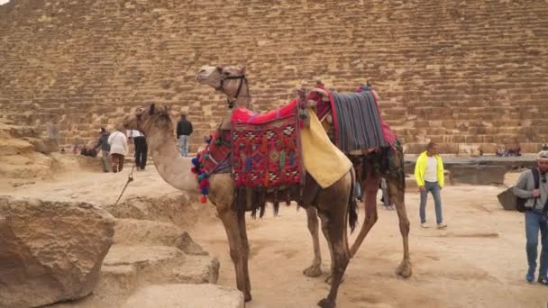 Kairo Ägypten Januar 2020 Kamele Nahe Der Cheops Pyramide — Stockvideo