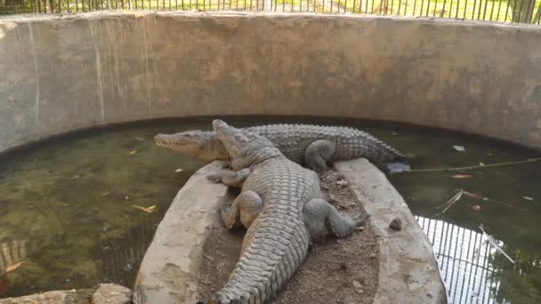 Dwa Krokodyle Ptaszarni — Wideo stockowe