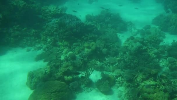 Arrecife Coral Con Peces Mar Rojo — Vídeo de stock