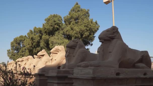 Ram Posągi Przy Wejściu Świątyni Luxor Egipcie — Wideo stockowe