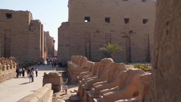 Luxor Egyiptom 2020 Január Karnak Templom Szfinxek Sugárútja Kos Fejjel — Stock videók