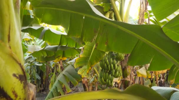 Banana Palm Trees Banana Grove Egypt — Stock Video