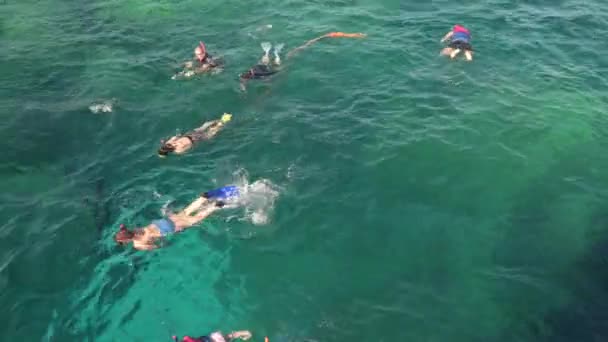 Mergulho Com Máscaras Nadadeiras Mar Claro — Vídeo de Stock