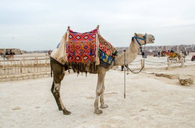 Keops Piramidinin yanındaki develer. Kahire, Mısır