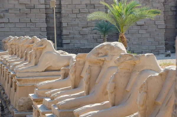 Αιγυπτιακή τέχνη. Ναός Κάρνακ. Λεωφόρος Σφίγγων με κεφάλι κριαριού. Γύρω από το Λούξορ — Φωτογραφία Αρχείου