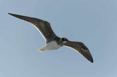 Gökyüzüne karşı uçan martı. Yakın plan.