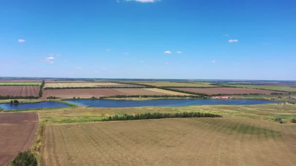 Pola Uprawne Pobliżu Stawu Widok Lotu Ptaka — Wideo stockowe