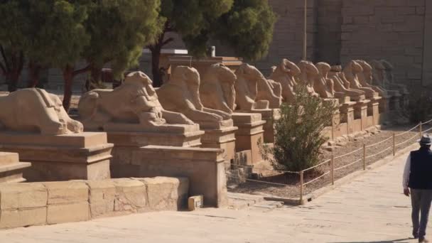 Luxor Egypte Januari 2020 Avenue Ram Hoofd Sfinxen Karnak Tempel — Stockvideo