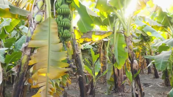 Bananenbos Een Zonnige Dag Egypte — Stockvideo