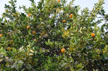 Ağaçtaki portakallar. Portakal ağacı. Hasat..