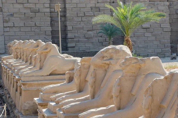 Ναός Κάρνακ Αιγυπτιακή Τέχνη Λεωφόρος Σφίγγων Κεφάλι Κριαριού Λούξορ Αίγυπτος — Φωτογραφία Αρχείου