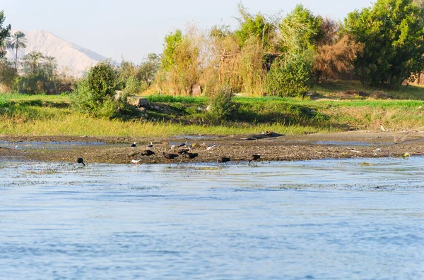 Egipto Aves Orillas Del Río Nilo — Foto de Stock