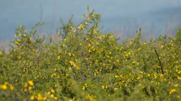 Blommande Buske Med Gula Blommor — Stockvideo