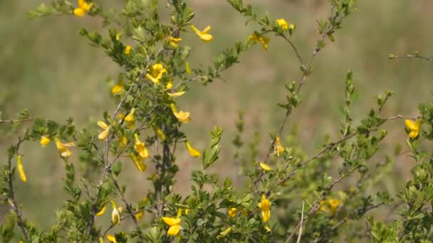 Ανθοφόρος Θάμνος Κίτρινα Άνθη — Αρχείο Βίντεο