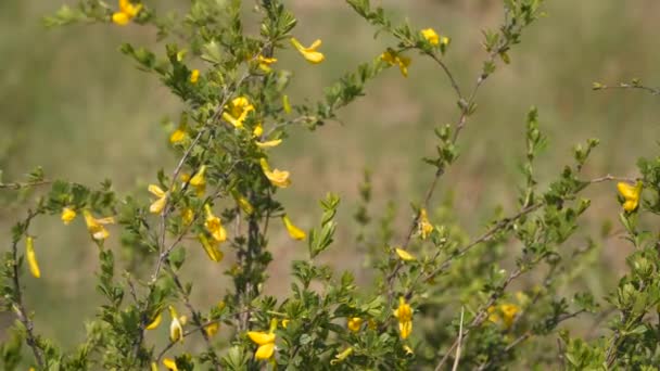 Bloeiende Struik Tak Met Gele Bloemen — Stockvideo