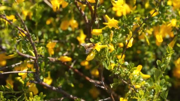 スローモーション蜂は蜜を集める 黄色の花を持つブッシュの枝 — ストック動画