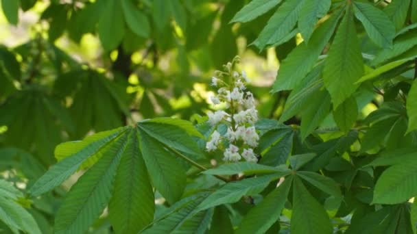 Châtaignier Fleurs Vidéo Ralenti — Video