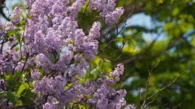 Çiçek açan leylak çiçekleri. Bahar güneşli gün.