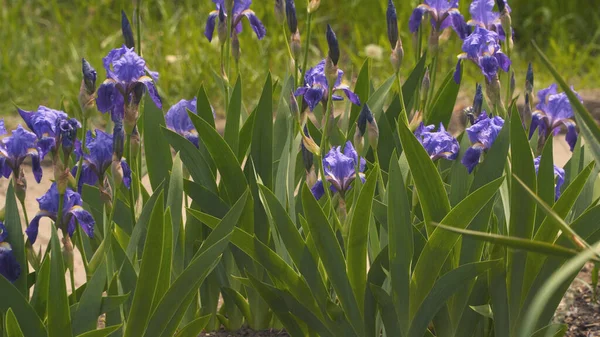 Çiçek açan zambaklar. Bahar güneşli gün.