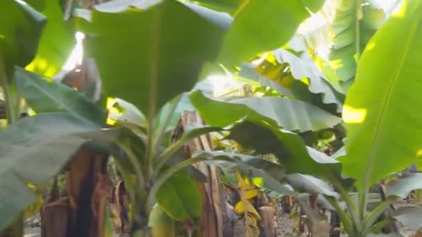 Banana Grove Egipto Dia Ensolarado Raios Solares Através Das Folhas — Vídeo de Stock