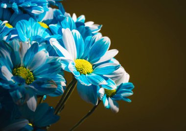 Flowers arka planını kapatın. Krizantem buketi. Anneler ve Kadınlar Günü. Kopya alanı. Kartpostal