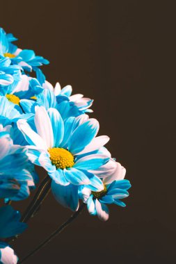 Flowers arka planını kapatın. Krizantem buketi. Anneler ve Kadınlar Günü. Kopya alanı. Mavi renk