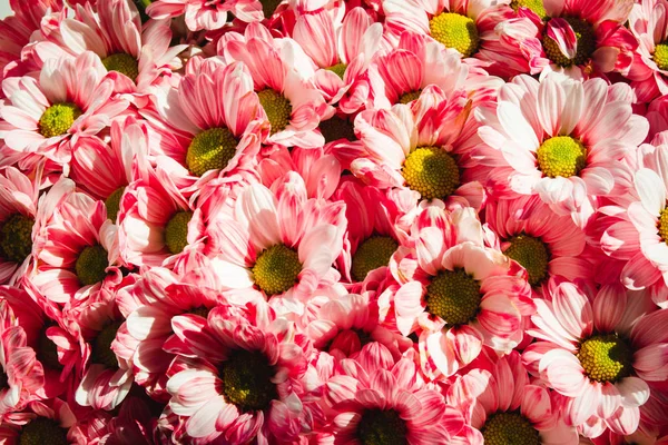 Fechar fundo Flores. Buquê de crisântemos. Dia das Mães e das Mulheres. Cor rosa — Fotografia de Stock