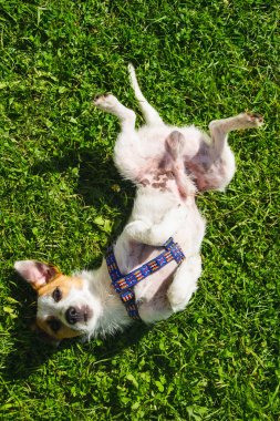Cute mutlu jack russell terrier arkasında yatan. Yeşil çim çim arka plan. Köpek kameraya bakıyor. Evde beslenen hayvan hayvanlar. Uysal kavramı. Yaz tatil tatil. Tembel zaman.