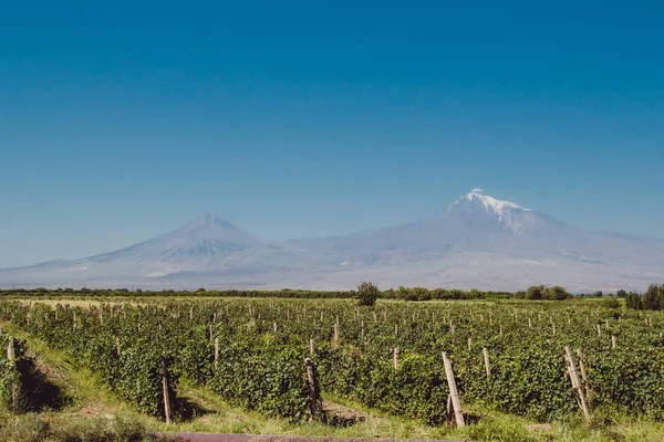 Ararat vadi üzüm alanında. Arka plan üzerinde Ağrı Dağı. Üzüm hasat. Ermenistan keşfetmek. Eko-turizm ve seyahat kavramı. Dağ ve bağ manzara. Turistik. Metin için yer kopyalayın