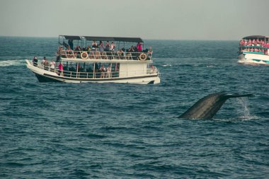 Derin, Hint Okyanusu'nda dalış vahşi mavi balina kuyruğu. Yaban hayatı doğa arka plan. Turist izlenim. Macera seyahat, turizm sektörü. Mirissa, Sri Lanka. Koruma kavramı. Dünyayı keşfedin. Cazibe