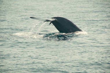 Hint Okyanusu'nda büyük damlama balina kuyruğu fin. Yaban hayatı doğa arka plan. Macera seyahat, turizm sektörü. Mirissa, Sri Lanka. Koruma kavramı. Dünyayı keşfedin. Turistik. Kopya alanı