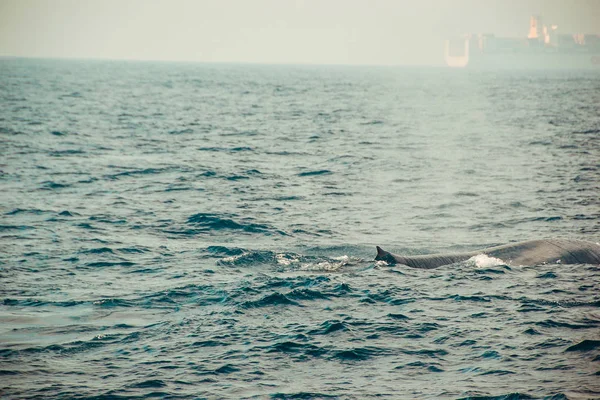 Ballena azul salvaje nadando en el océano Índico. Vida silvestre naturaleza fondo. Espacio para el texto. Turismo de aventura. Tour de viaje. Mirissa, Sri Lanka. Exploración, concepto de expedición. Explora el mundo — Foto de Stock