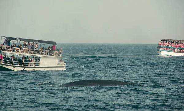 Tour de avistamiento de ballenas. Ballena azul salvaje nadando en el océano Índico. Vida silvestre naturaleza fondo. Espacio para el texto. Viajes de aventura, industria turística. Mirissa, Sri Lanka. Concepto de exploración. Explorar mundo — Foto de Stock