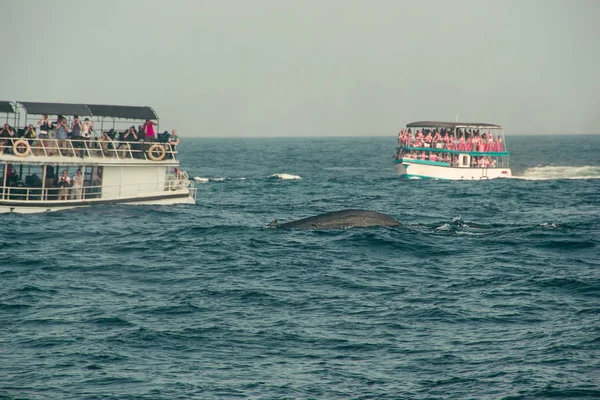 Whale watching tour. Wild blue whale swims in indian ocean. Wildlife nature background. Space for text. Adventure travel, tourism industry. Mirissa, Sri Lanka. Exploration concept. Tourist attraction — Stock Photo, Image