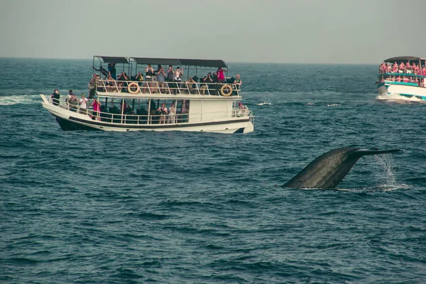 Άγριο μπλε φάλαινα ουρά καταδύσεις βαθιά, στον Ινδικό Ωκεανό. Άγρια φύση φόντο. Τουριστική εντύπωση. Ταξίδια περιπέτειας, τουριστική βιομηχανία. Mirissa, Σρι Λάνκα. Έννοια της προστασίας. Εξερευνήστε κόσμο. Αξιοθέατο — Φωτογραφία Αρχείου