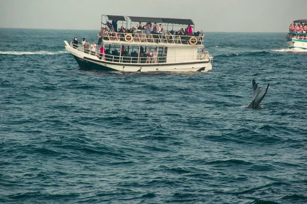 Γαλάζια φάλαινα ουραίου πτερυγίου καταδύσεις βαθιά, στον Ινδικό Ωκεανό. Άγρια φύση φόντο. Τουριστική εντύπωση. Ταξίδια περιπέτειας, τουριστική βιομηχανία. Mirissa, Σρι Λάνκα. Έννοια της προστασίας. Εξερευνήστε κόσμο. Αξιοθέατο — Φωτογραφία Αρχείου