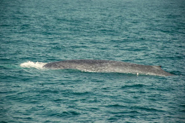 One Huge Wild blue whale dives in indian ocean. Wildlife nature background. Copy space. Adventure travel, tourism industry. Mirissa, Sri Lanka. Protection concept. Explore world. Tourist attraction