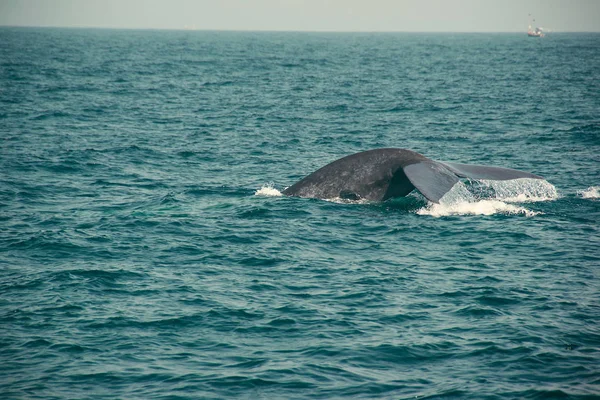Γαλάζια φάλαινα στάζει ουραίου πτερυγίου, στον Ινδικό Ωκεανό. Άγρια φύση φόντο. Τουριστική εντύπωση. Ταξίδια περιπέτειας, τουριστική βιομηχανία. Mirissa, Σρι Λάνκα. Έννοια της προστασίας. Εξερευνήστε τον κόσμο. Αξιοθέατο — Φωτογραφία Αρχείου