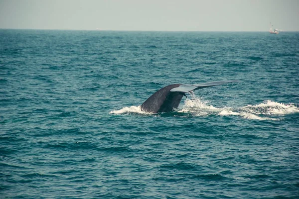 Ουρά γαλάζιας φάλαινας καταδύσεις βαθιά, στον Ινδικό Ωκεανό. Άγρια φύση φόντο. Τουριστική εντύπωση. Ταξίδια περιπέτειας, τουριστική βιομηχανία. Mirissa, Σρι Λάνκα. Έννοια της προστασίας. Εξερευνήστε κόσμο. Χώρο για το κείμενο — Φωτογραφία Αρχείου